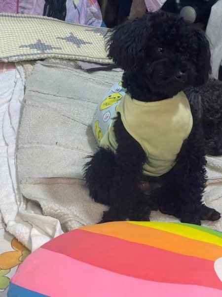 北京海淀区四季青镇丢失黑色泰迪狗小黑寻找启事