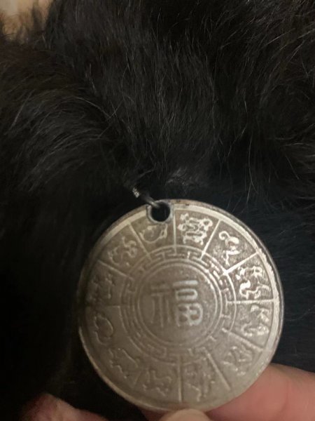 北京海淀区寻狗启示：健康小黑母狗急寻主人