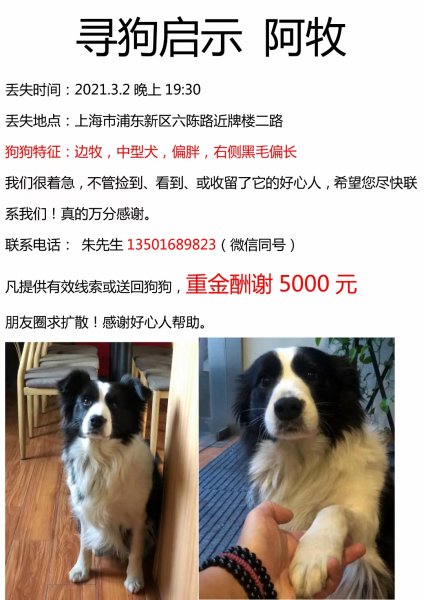 上海浦东川沙镇寻找失踪的边牧小贝
