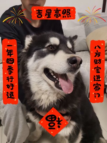 寻狗启事：呼和浩特失踪的阿拉斯加犬露娜急需寻回