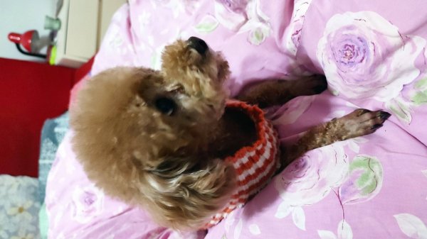 深圳寻狗启事 | 小白贵宾公狗走失，请帮忙寻找