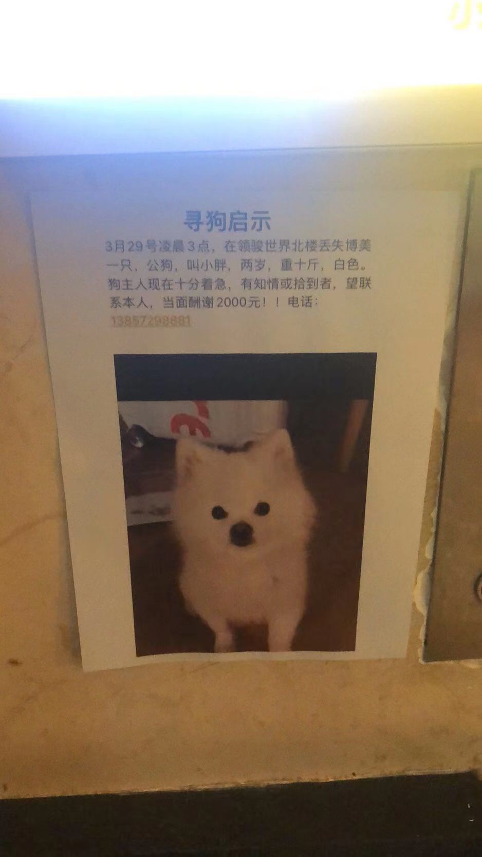 杭州朝晖区重金寻博美的失主求助