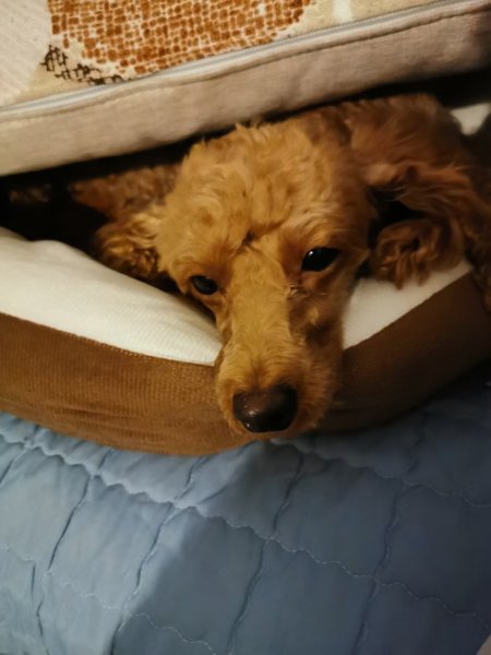 杭州寻找泰迪小宝，重酬
