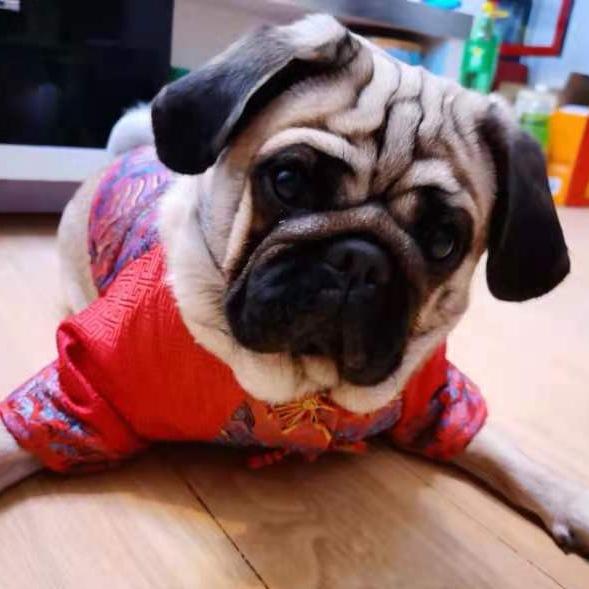 淄博寻狗启事：巴哥犬小白走失