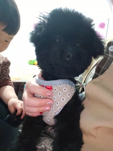 石家庄赵县狗狗寻回，纯黑小泰迪点点走失
