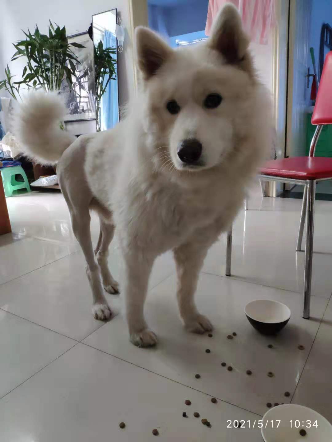 重庆失踪求助：寻找萨摩耶小白