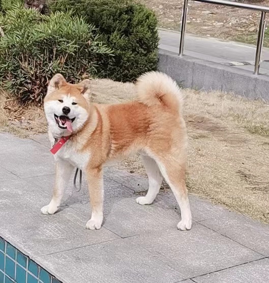 合肥失踪柴犬求寻 找回小狗腕豪