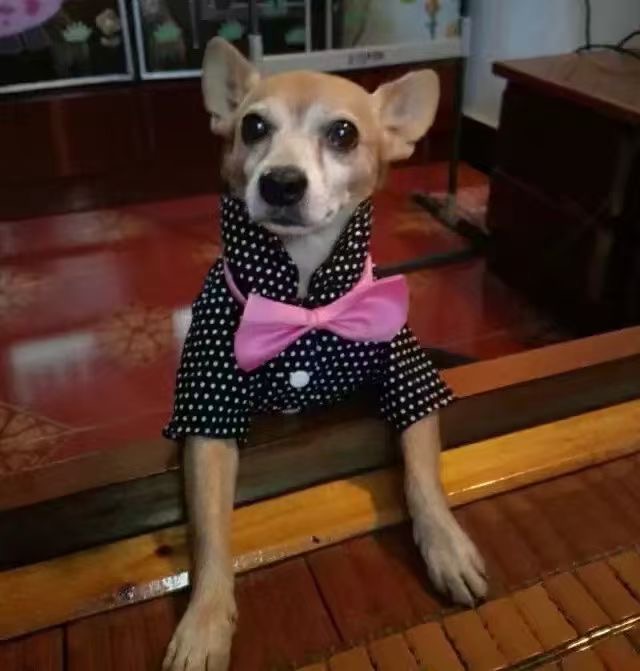 寻找浪吧儿 吉娃娃和小鹿犬 15岁 重庆