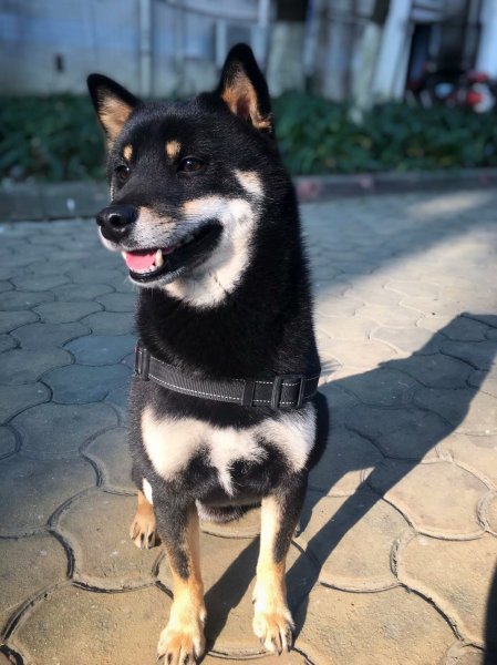 华阳寻犬，黑色柴犬小黑，2017年6月11日走失，成都四川