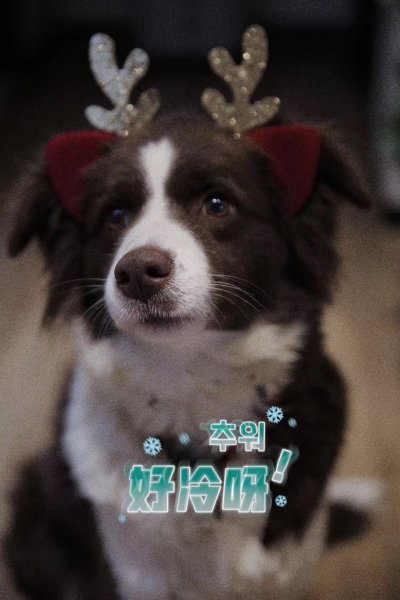 南京寻狗启事：牧羊犬旺财走失