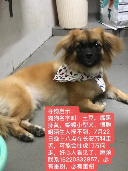 土豆寻狗启示，长安万科附近走失