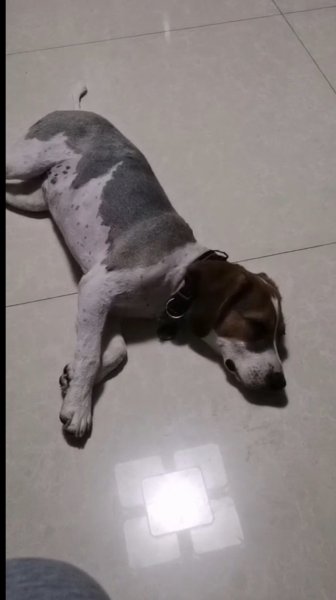 苏州汉林路附近比格犬小白走失寻狗启事