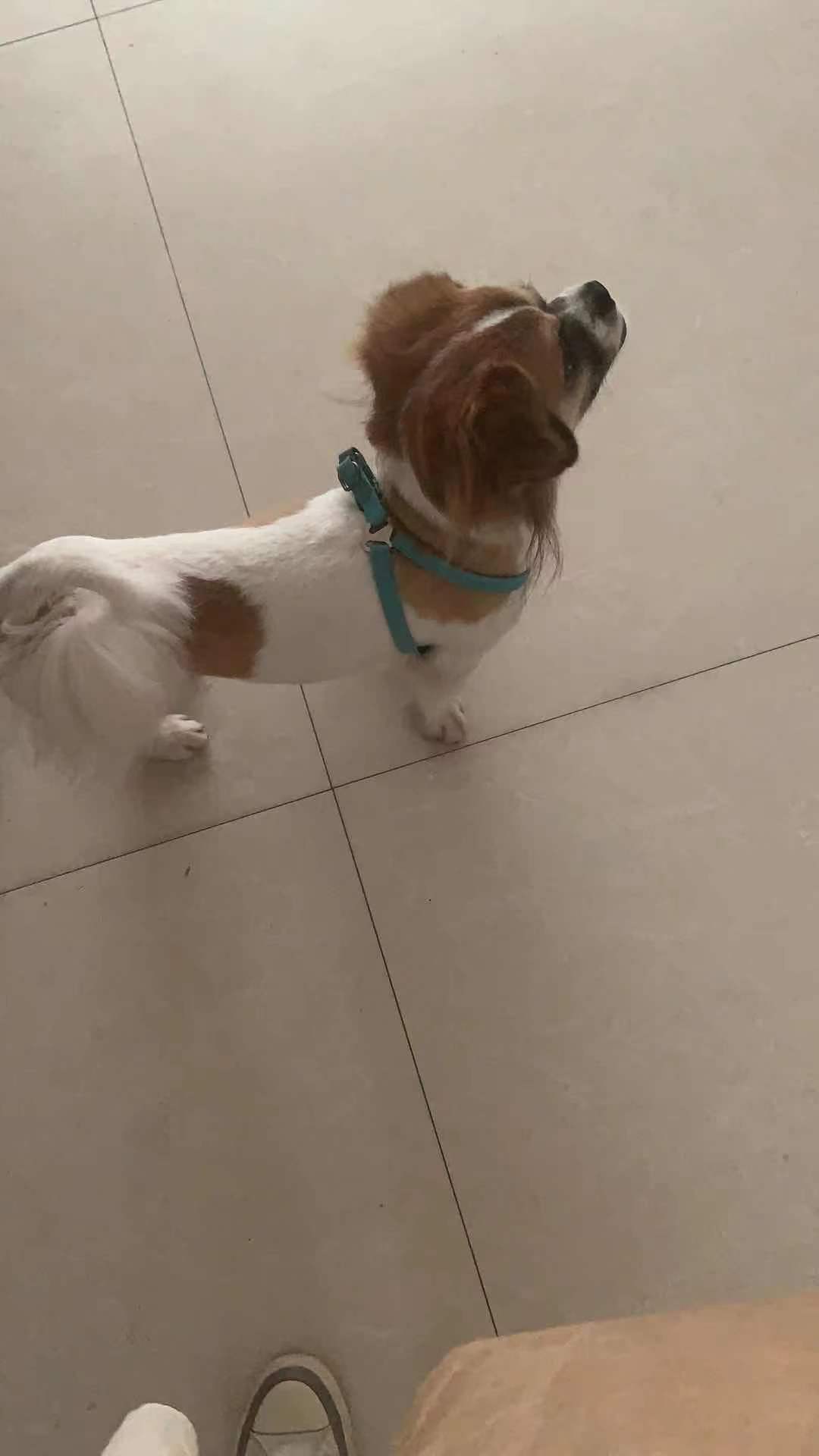 沈阳京巴小虎走失寻狗启事