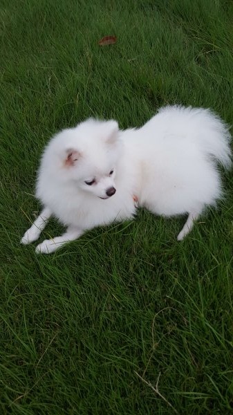 成都寻找丢失博美CoCo