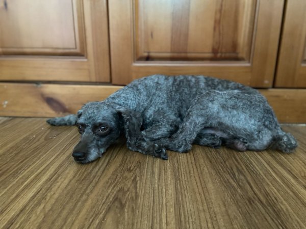 寻泰迪犬 | 浦东新区航头镇