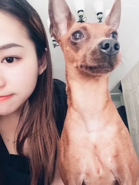 大连寻狗启示：寻回小鹿娃