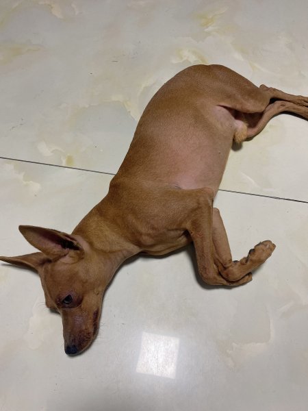 石家庄裕华区四十三中学附近捡到一只小鹿犬