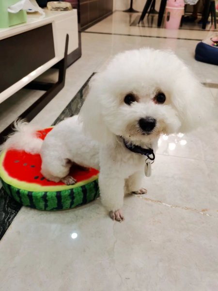 贵阳白云区寻比熊犬公棉花糖的启事
