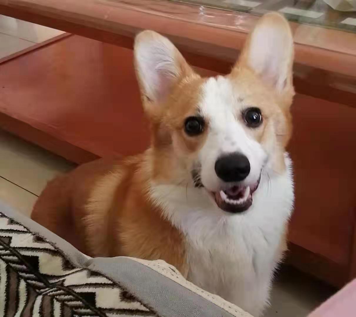 呼和浩特寻狗启事：着急寻找爱犬 米修