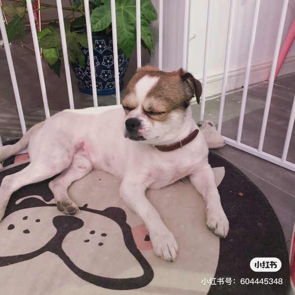 乌鲁木齐城北国药厂附近田园犬崽崽丢失寻回启事