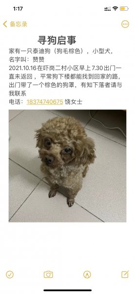 寻狗（泰迪）启事