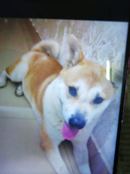 东莞市南城区田园犬小黄寻狗启事