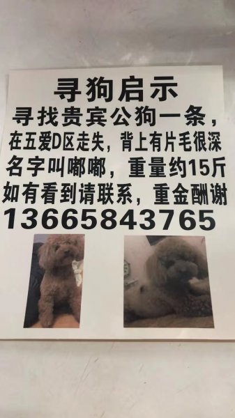 深圳宝安区西乡坪洲附近丢失灰色贵宾寻狗启事