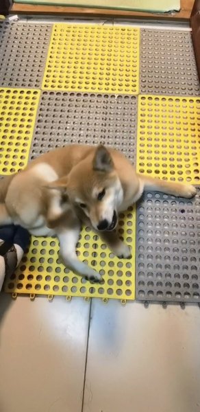 济南市槐荫区柴犬宝宝走失启事