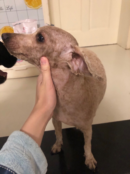 北京寻找贵宾犬小贵