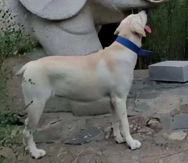 寻找拉布拉多导盲犬黑木寻狗启事