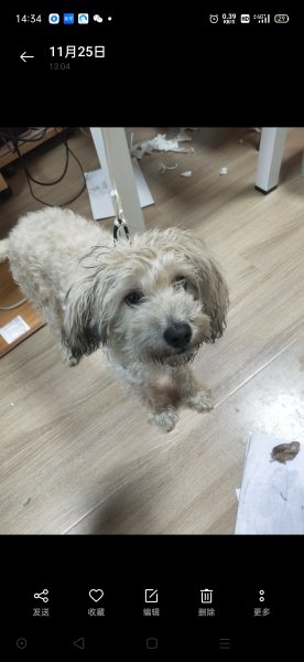 西安寻找小黑贵宾犬启事