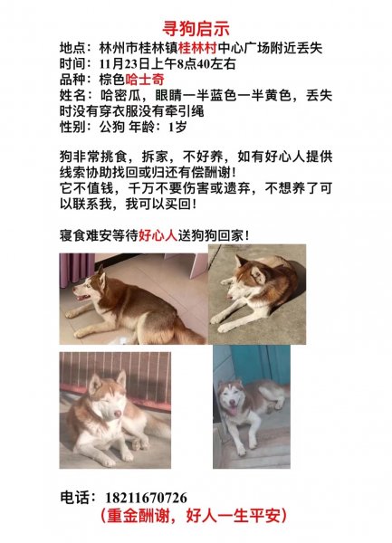 上海外高桥捡到褐眼哈士奇