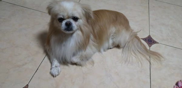 寻找走失的蝴蝶犬 小白在芝罘区新华书店附近