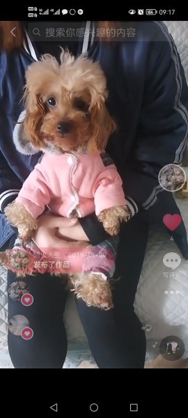 深圳宝安区泰迪狗小白走丢，请好心人帮忙寻找