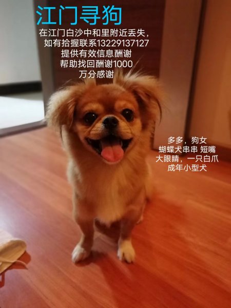 12月26日江门白沙区走失蝴蝶犬寻回启事