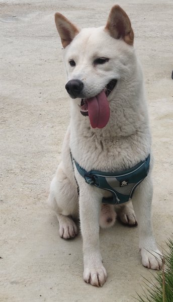 长沙柴犬“柴七”走失寻回启事