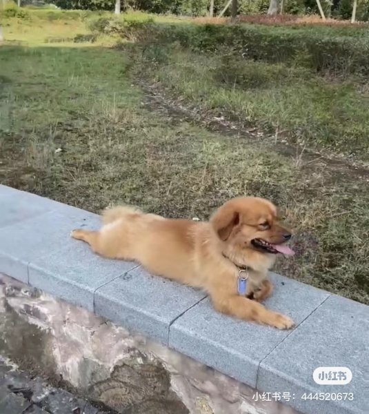 宁波寻狗启事：丁丁走丢寻回