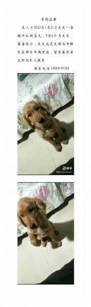 合肥寻金毛犬彩票启事