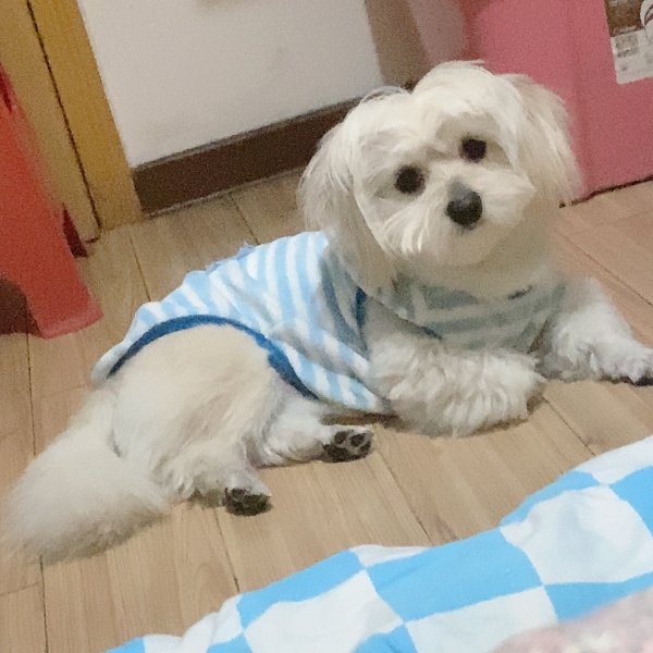 武汉寻找贵宾犬弟弟，盼望回家