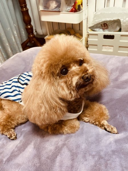 徐州 寻狗 | 泰迪 小白 走失求助
