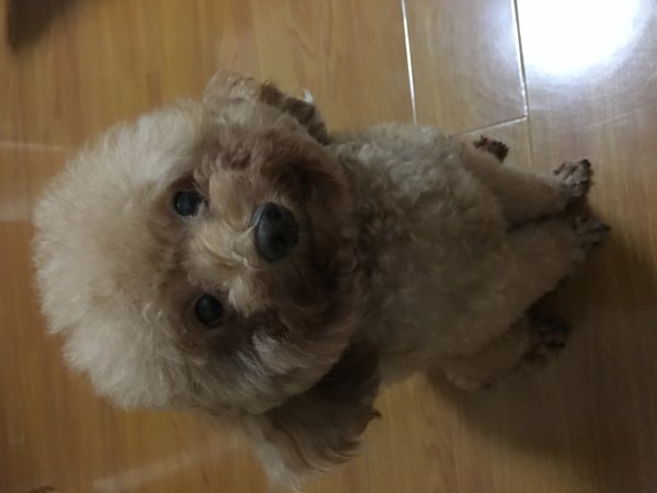 北京大兴区旧宫镇清和园小区寻找灰色泰迪小六子寻狗启事