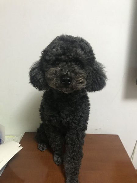 深圳龙岗区万科城白色贵宾犬寻找原主人