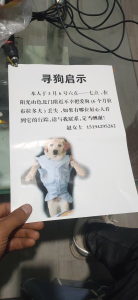 常州寻狗启事：1岁零一个月拉布拉多“米白”走失，请求好心人帮忙寻找