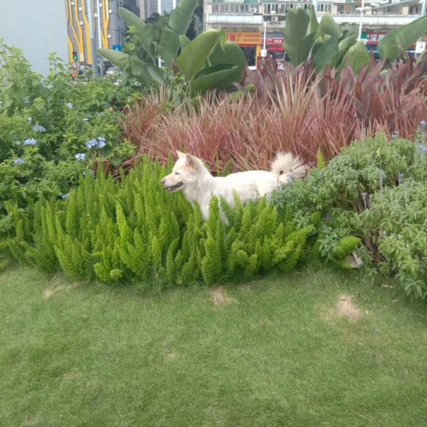 寻找失踪的中华田园犬欢欢