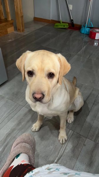 深圳梅林梅东区拉布拉多犬拉拉走失启事