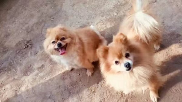 徐州云龙区博美丢失寻狗启事