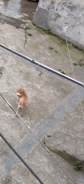 遵义木材厂丢失泰迪狗狗皮蛋寻狗启事