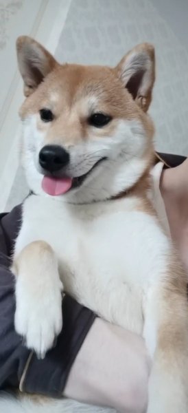 重庆九龙坡柴犬妹妹柴柴走失寻狗启事