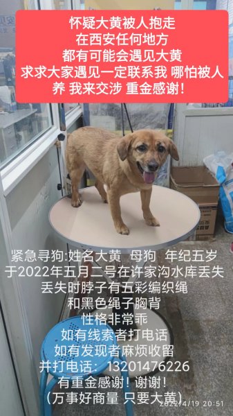 西安长安区失落宝贝大黄急寻