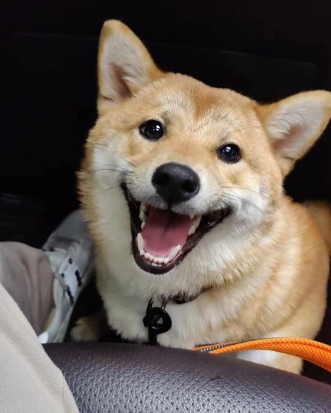 武汉市蔡甸区寻狗启事：寻找名叫公主的柴犬